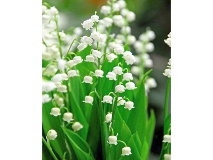 x 25 convallaria majalis plg