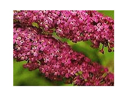 Buddleja davidii Harlequin  Komule davidova Harlequin