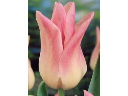 Tulipa liliflora Elegant Lady (7 ks)  Tulipán liliokvětý Elegant Lady