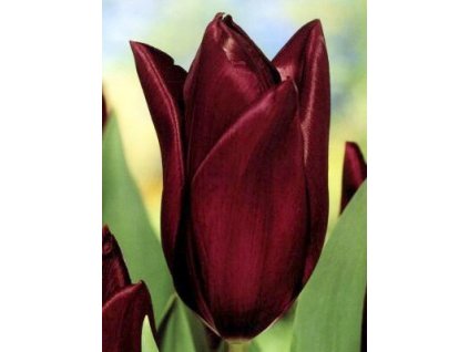 Tulipa triumph Havran (8 ks)  Tulipán triumph Havran