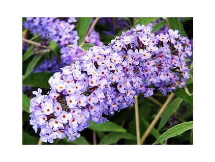 Buddleja davidii Nanho Blue  Komule davidova Nanho Blue (Tibetský šeřík, Motýlí keř)