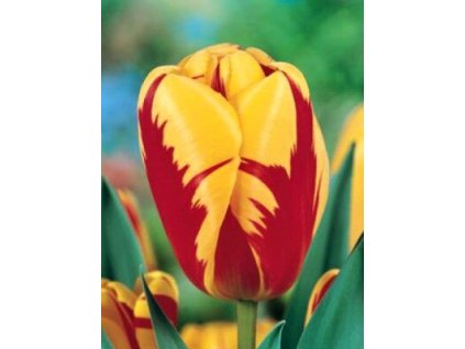 Tulipa triumph Holland Queen (8 ks)  Tulipán triumph Holland Queen