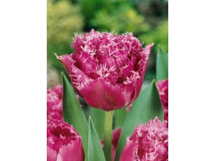 Tulipa crispa Matchpoint (5 ks)  Tulipán třepenitý Matchpoint