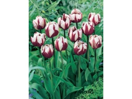 Tulipa Zurel (7 ks) - jednoduchý pozdní  Tulipán Zurel
