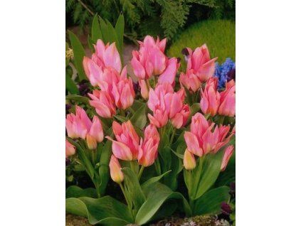 Tulipa Toronto (10 ks)  Tulipán mnohokvětý Toronto