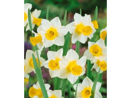 Narcissus Golden Echo (5 ks)  Narcis skalkový Golden Echo
