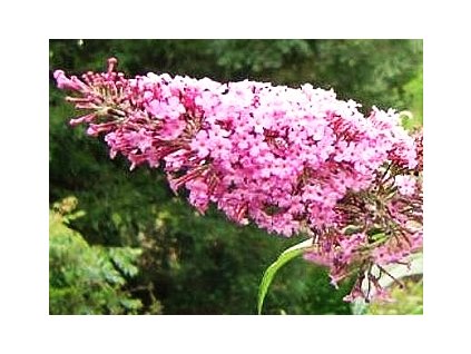 Buddleja davidii Pink Delight  Komule davidova Pink Delight (Tibetský šeřík, Motýlí keř)