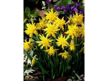Narcissus Rip van Winkle (5 ks)  Narcis skalkový Rip van Winkle