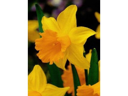 Narcisy Prodej (Daffodils Tato, Daffodils Tato skupina, skupina zahrnuje, Tato skupina) Narcisy Prodej