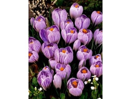 Crocus Pickwick (10 ks)  Šafrán (Krokus) Pickwick