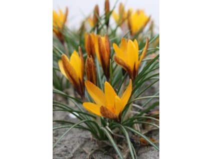 Crocus Golden Yellow (10 ks)  Šafrán (Krokus) Golden Nugget