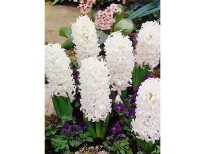 Hyacint Carnegie (5 ks)  Hyacint Carnegie