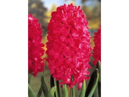 Hyacint Jan Boss (5 ks)  Hyacint Jan Boss