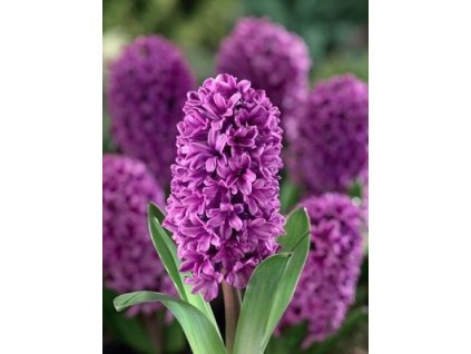 Hyacint Miss Saigon (5 ks)  Hyacint Miss Saigon