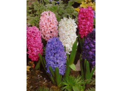 Hyacint - směs barev (5 ks)  Hyacint - směs barev