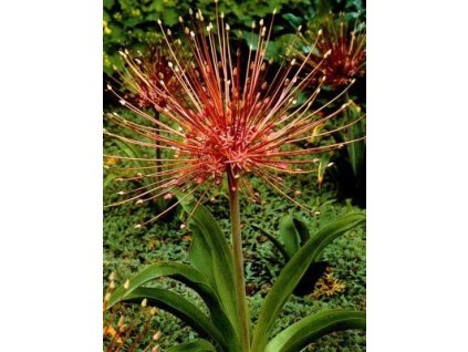 Allium Schubertii (3 ks)  Česnek Schubertii