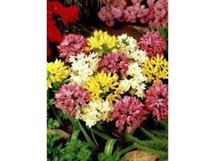 Allium - skalkové směs (25 ks)  Česnek - skalkové směs