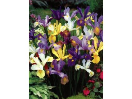 Iris hollandica - směs barev (10 ks)  Kosatec holandksý - směs barev