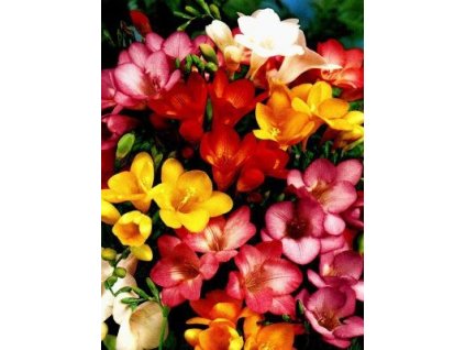 Fresia - směs barev, jednoduchý květ (20 ks)  Fréze - směs barev, jednoduchý květ