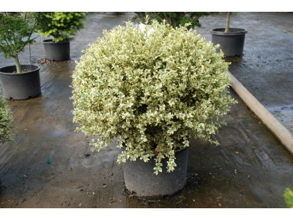 Buxus sempervirens 'Aureovariegata'  Zimostráz obecný 'Aureovariegata'