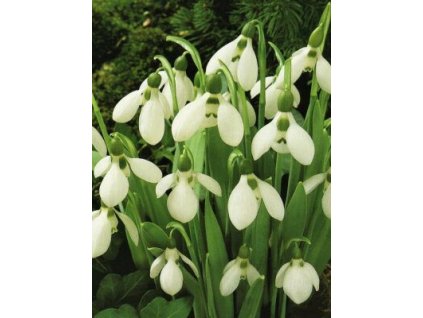 Galanthus (10 ks)  Sněženka