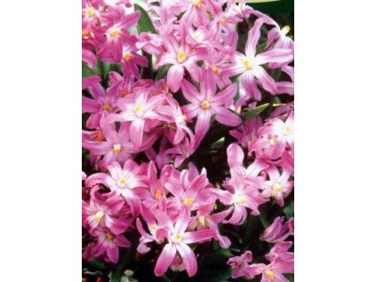 Chionodoxa Pink Giant (10 ks)  Ladonička Pink Giant