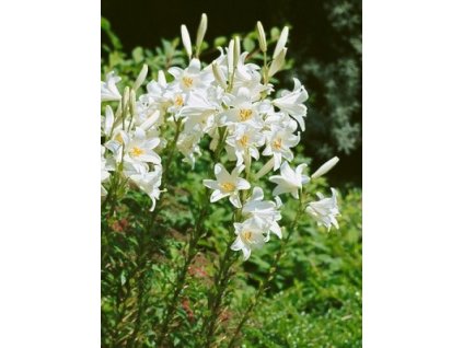 Lilium Candidum (1 ks) - podzimní lilie  Lilie bělostná
