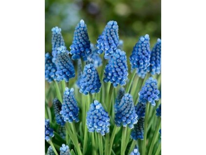 Muscari Blue Magic (10 ks)  Modřenec Blue Magic