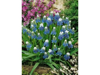 Muscari Mount Hood (10 ks)  Modřenec Mount Hood