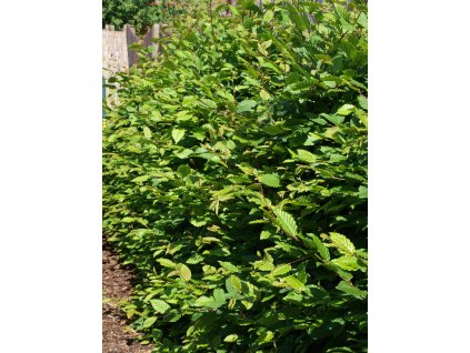 Alnus 100 - 150 cm  Olše kontejnerovaná