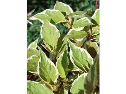 Cornus alba Elegantissima  Svída bílá Elegantissima