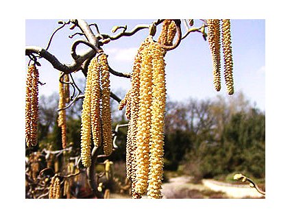 Corylus avellana ´Contorta´  Líska obecná ´Contorta´