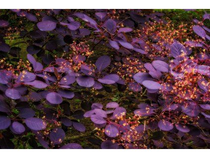kamcmillan smoketree 7737797 1920