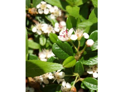 Cotoneaster dammeri  Skalník Dammerův