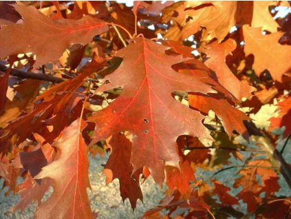 Quercus rubra 35 - 50 cm kontejnerovaný  Dub červený - s balem