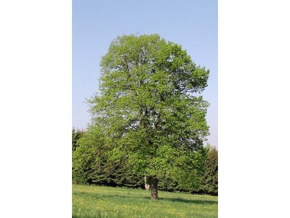 Tilia cordata 60 - 100 cm  Lípa malolistá (Lípa srdčitá)