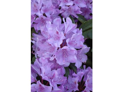 Rhododendron Catawbiense Grandiflorum 15 - 20 cm  Pěnišník Catawbiense Grandiflorum