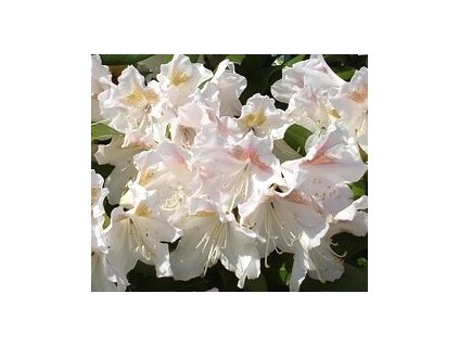 Rhododendron Eskimo 25 - 40 cm  Pěnišník Eskimo