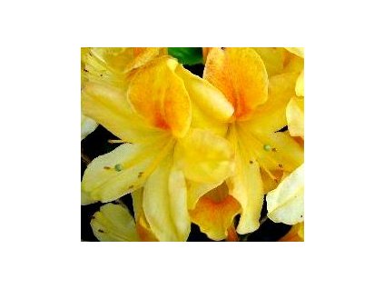 Azalea knaphill Goldtopas - velkokvětá 30 -40 cm  Velkokvětá azalka Goldtopas
