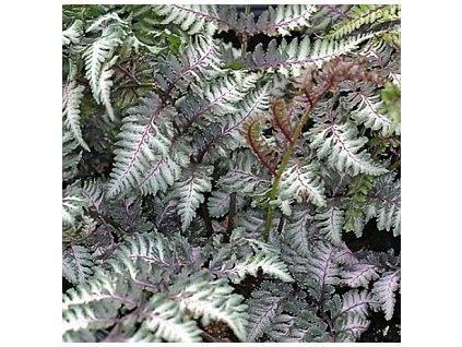 Athyrium nipponicum Metalicum - kapradina  papradka japonská