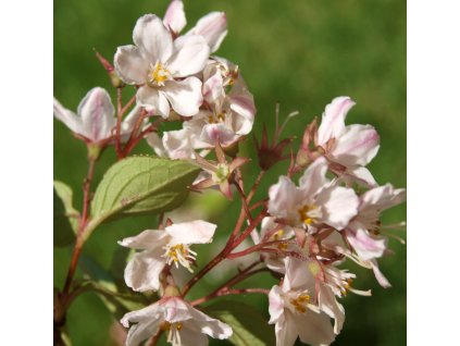 Deutzia rosea Carminea  Trojpuk rosea Carminea