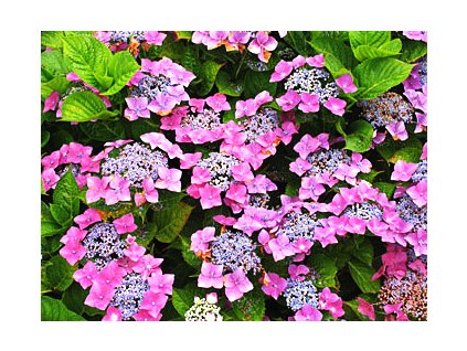 Hydrangea macrophylla ´Nikko Blue´  Hortenzie velkolistá ´Nikko Blue´