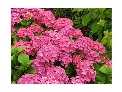 Hydrangea macrophylla 'Leuchtfeuer'  Hortenzie velkolistá 'Leuchtfeuer'