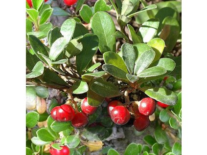 Arctostaphylos uva-ursi (medvědice lékařská)  Medvědice lékařská