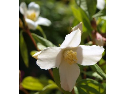 Deutzia scabra Candidissima  Trojpuk drsný Candidissima