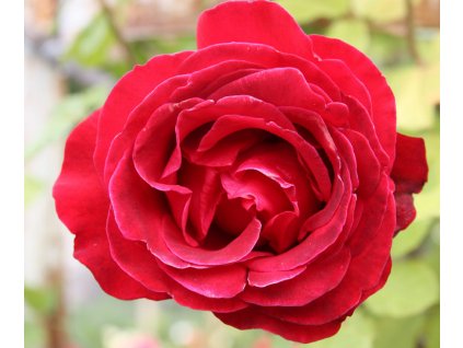 Rosa karmínově - červená - pnoucí  Růže pnoucí Don Juan