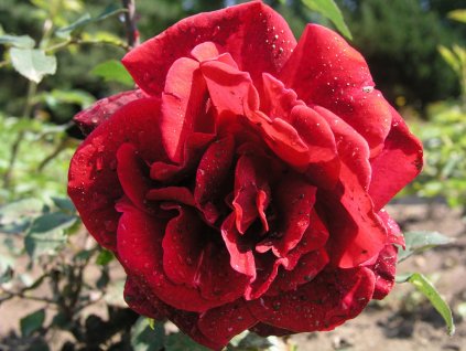Rosa tmavě - červená - pnoucí  Růže pnoucí Populair