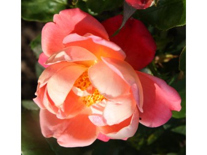 Rosa červeno - růžová - pnoucí  Růže pnoucí Holiday