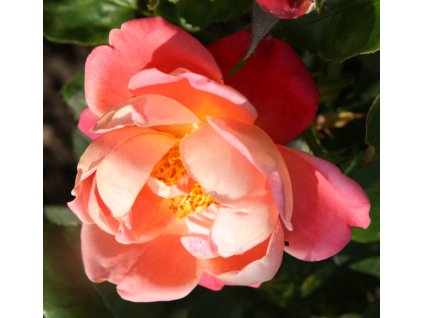 Rosa Holiday - pnoucí  Růže pnoucí Holiday