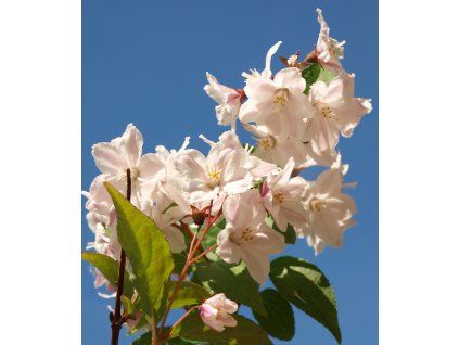 Deutzia hybrida 'Strawberry Fields'  Trojpuk hybrida 'Pink Pompon'